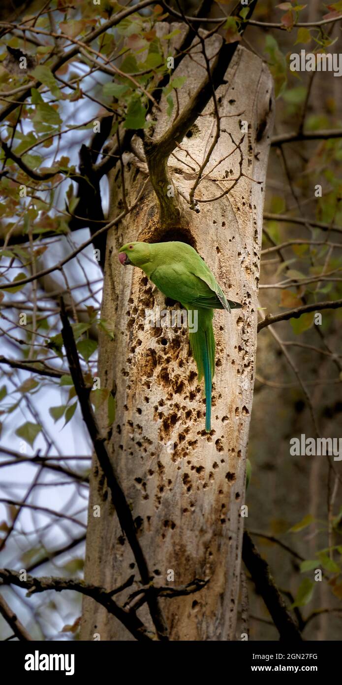 Indischer Ringhalspapagei, der ein Nest im Baum zur Zucht baut, Bad Honnef, NRW, Deutschland Stockfoto