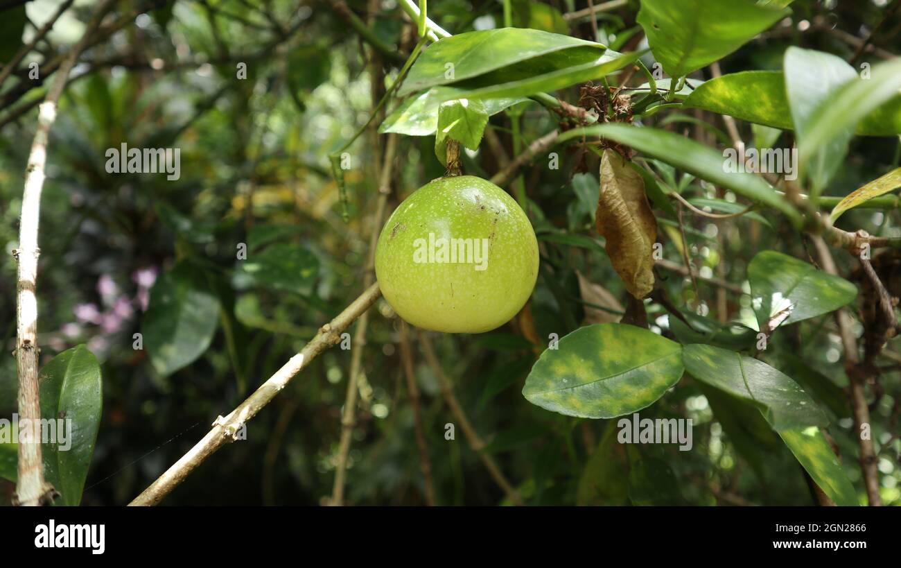 Nahaufnahme einer reifen Frucht der gelben Passionsfrucht-Sorte, die an der auf dem Zitronenbaum kletternden Passionsfrucht-Rebe hängt Stockfoto