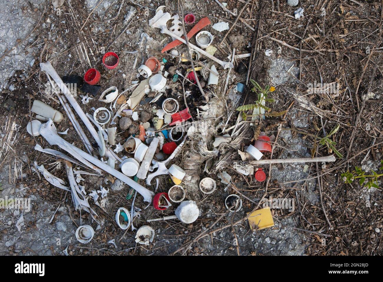 Überreste eines toten Baysan Albatros mit Flaschenverschlüssen und anderen Plastikmücken aus dem Meer, die vom Vogel aufgenommen wurden, der in seinem Verdauungssystem verblieben ist Stockfoto