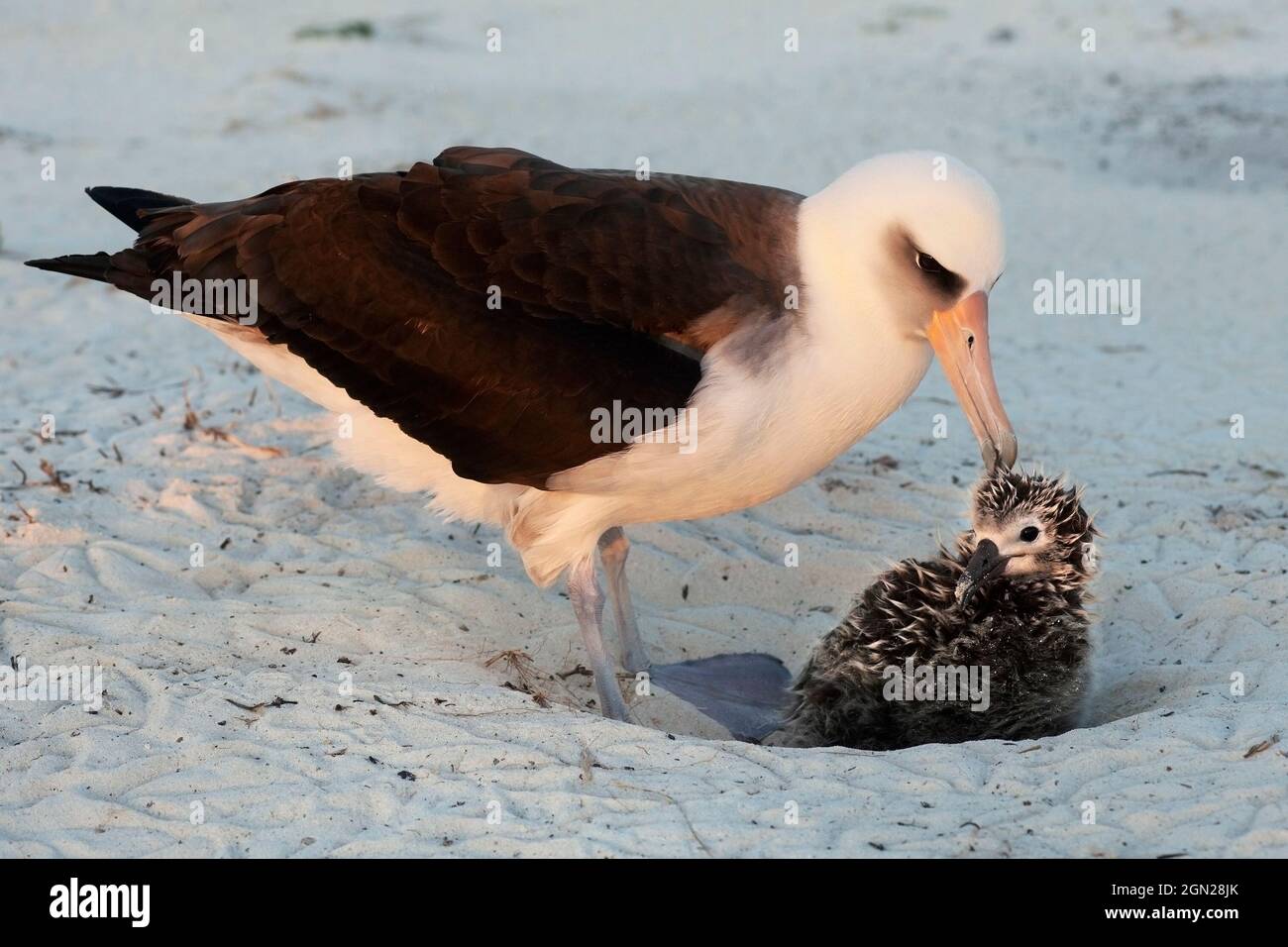 Das junge Küken im Nest, das im Sand an einem pazifischen Inselstrand ausgehöhlt wurde, wird von einem Elternvogelzüchtling aus dem Hause laysan Albatross gezüchtelt. Phoebastria immutabilis Stockfoto