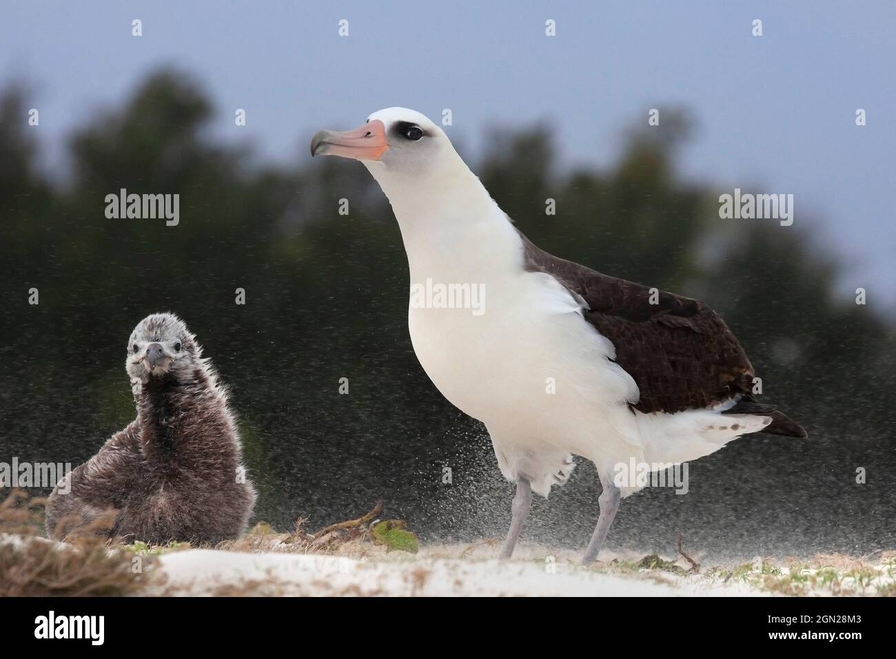 Das Küken und der Elternvogel von Baysan Albatross, die sich während eines starken Windsturms an einem Strand im Nordpazifik gegen wehenden Sand versteifungen Stockfoto