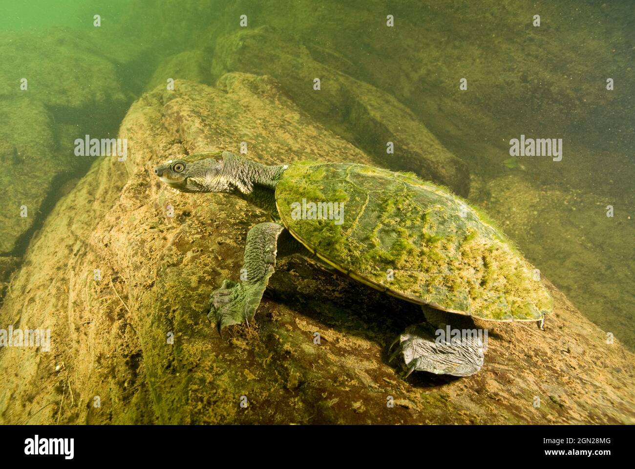 Bellinger River Schnappschildkröte (Elseya georgesi), Suchen des Bellinger River über 20 Jahre haben die Art an nur vier Standorten gefunden. Der Popu Stockfoto