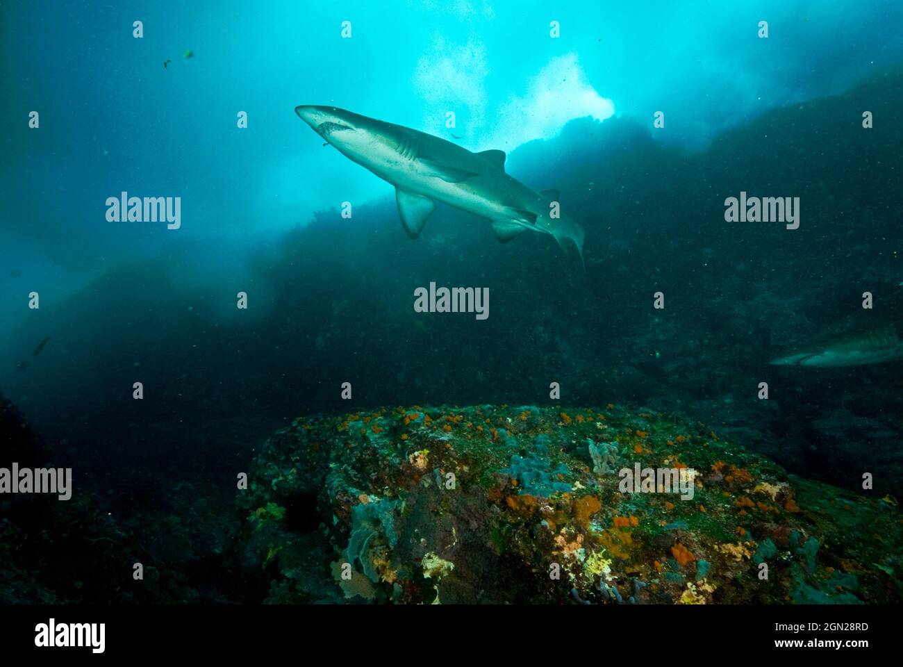 Grauer Ammenhai (Carcharias taurus), der durch eine felsige Schlucht fährt. Obwohl sie furchterregend erscheinen, sind sie im Allgemeinen harmlos und zugänglich. In Australien Stockfoto