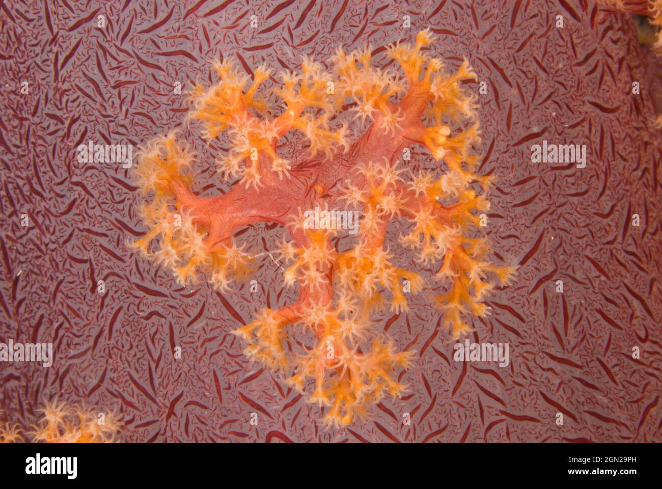 Weiche Korallen (Dendronephthya sp.), Polypen aus dem Stamm eines großen Exemplars, sehr nah aufgenommen. Loloata Island Resort, in der Nähe von Port Mores Stockfoto