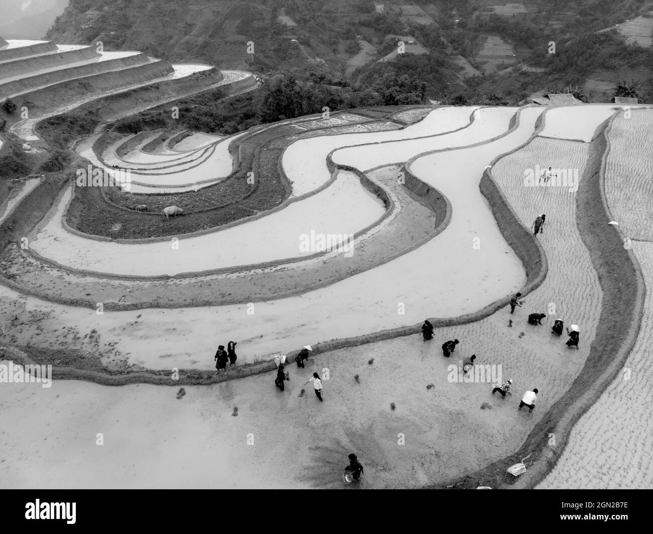 Hoang Su Phi Reisterrasse in der Provinz Ha Giang im Norden Vietnams Stockfoto