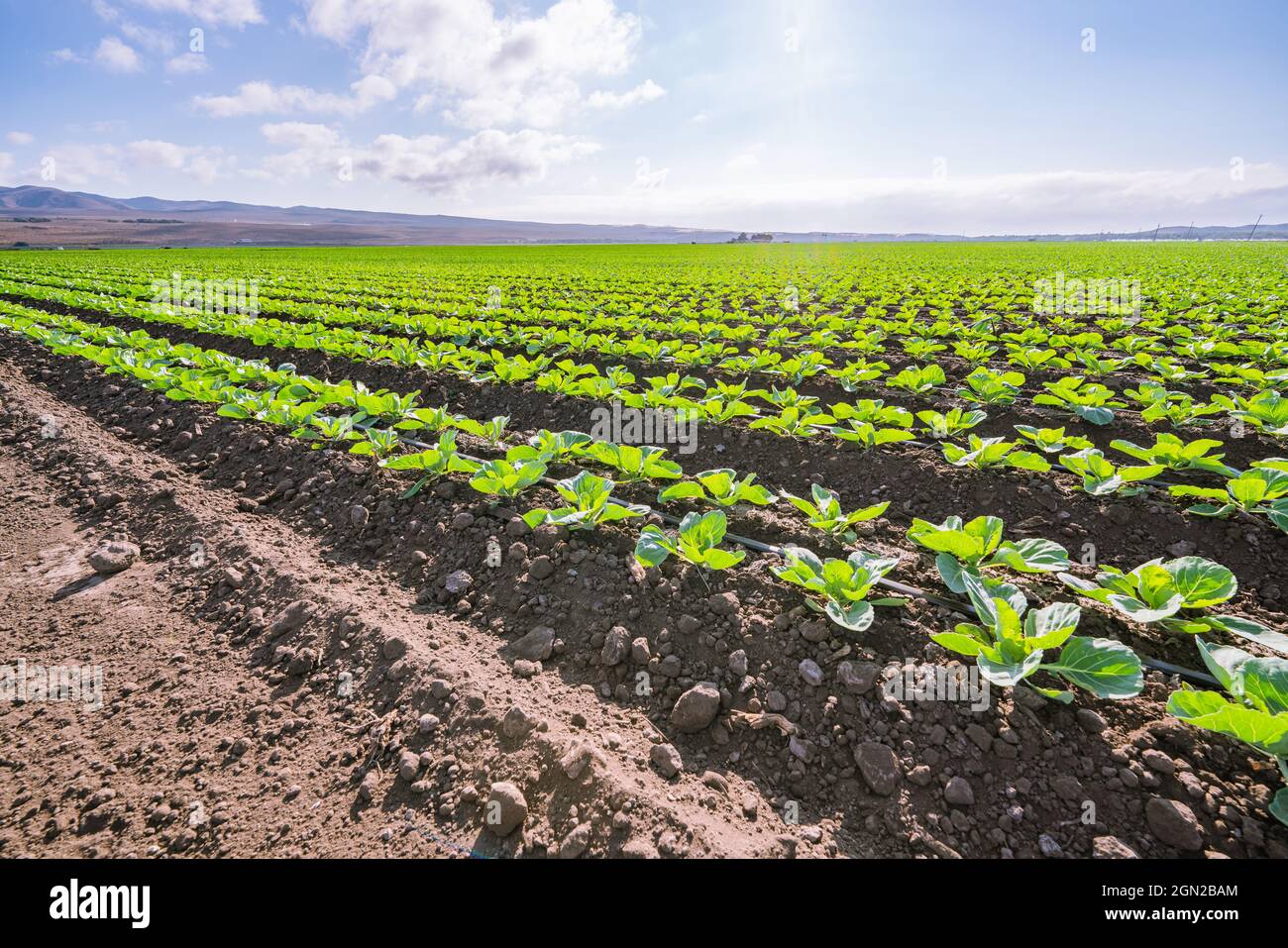 Landwirtschaftliche Feld von Kohlpflanzen. Junger Grünkohl in einer Reihe, Santa Barbara County, Kalifornien Stockfoto