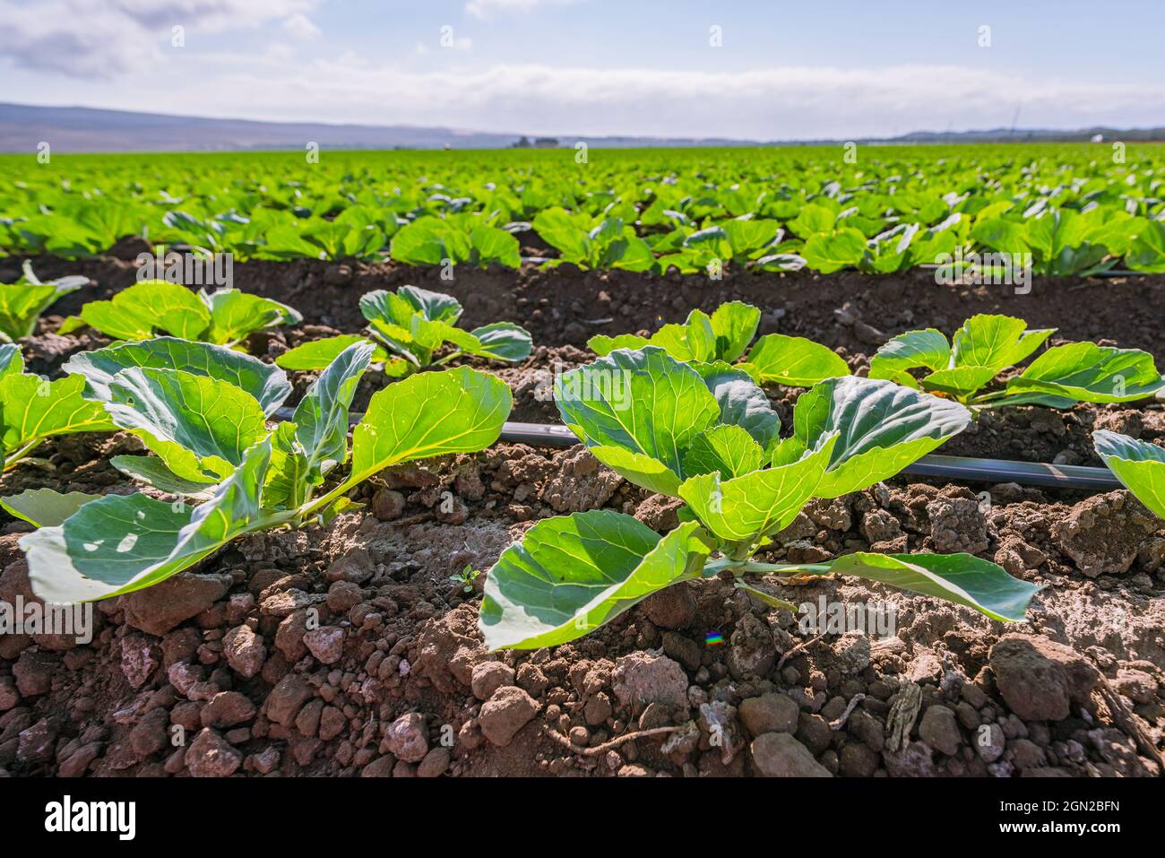 Landwirtschaftliche Feld von Kohlpflanzen. Junger Grünkohl in einer Reihe, Santa Barbara County, Kalifornien Stockfoto