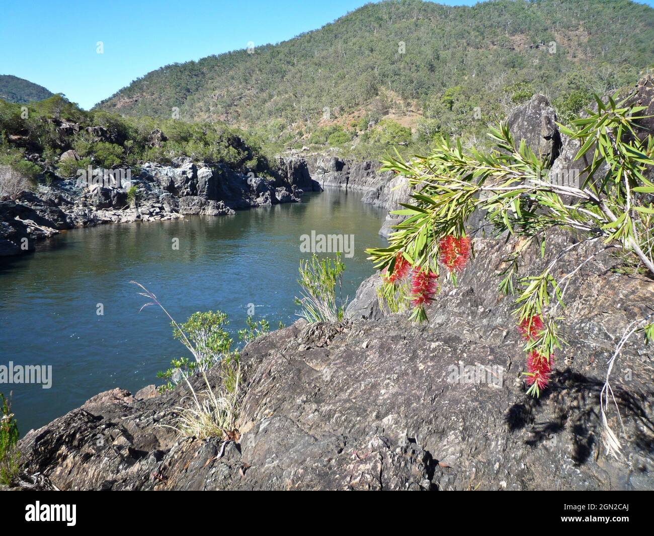 Karmesinrote Bodenbürste (Melaleuca citrinus), in the Gorge, Upper Clarence River. Northern New South Wales, Australien Stockfoto
