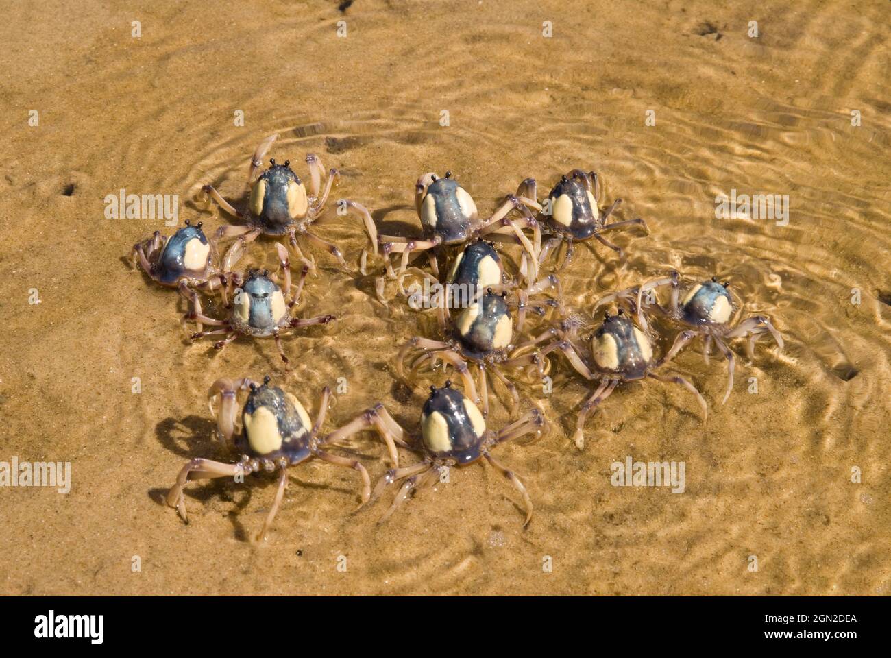 Hellblaue Soldatenkrabben (Mictyris longicarpus), mit blauer Karosse, die einer militärischen Tunika ähnelt, daher der Name. Kann schnell in den graben Stockfoto