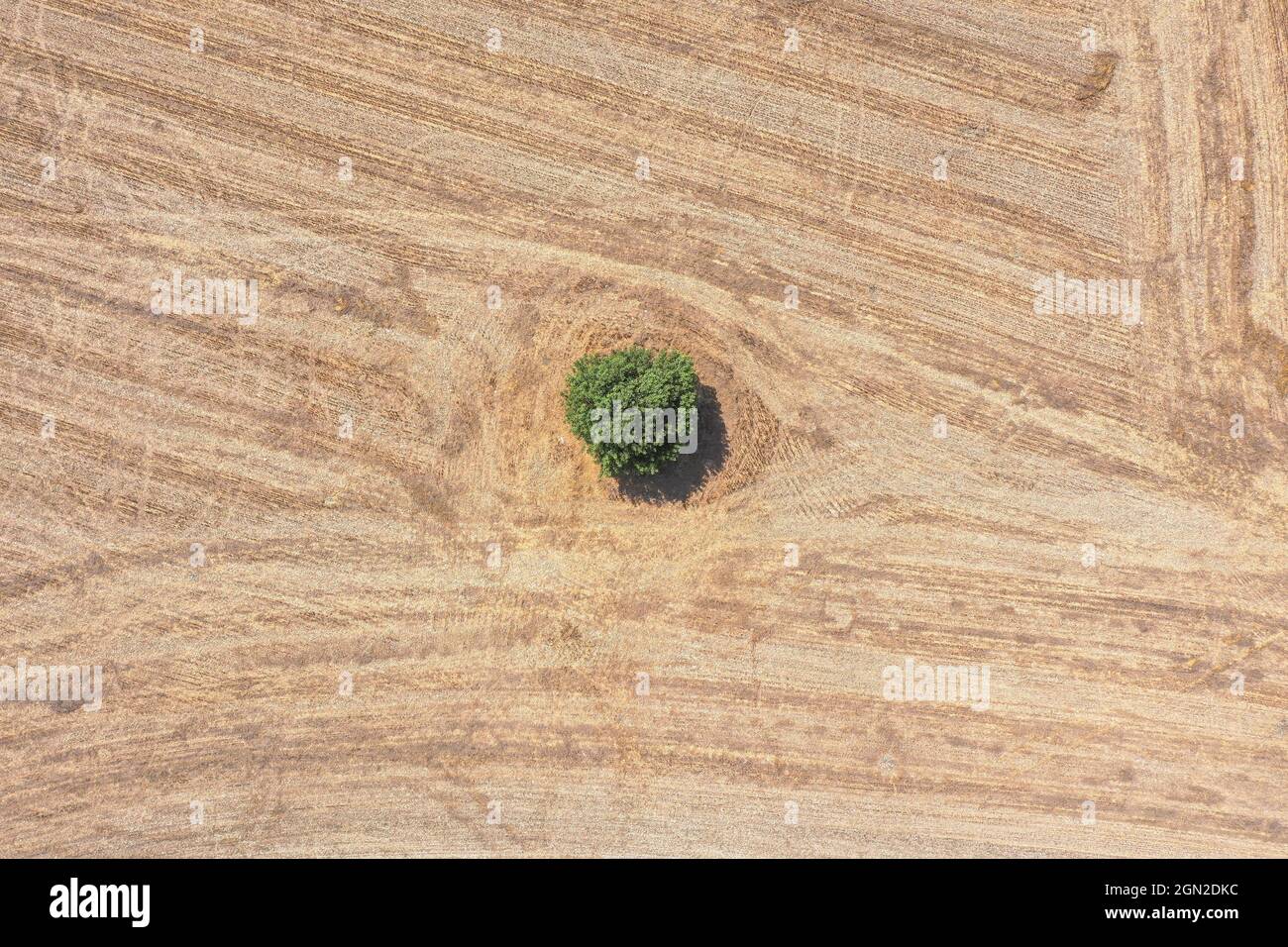 Ein einziger grüner Baum, der auf einem trockenen Feld steht. Stockfoto