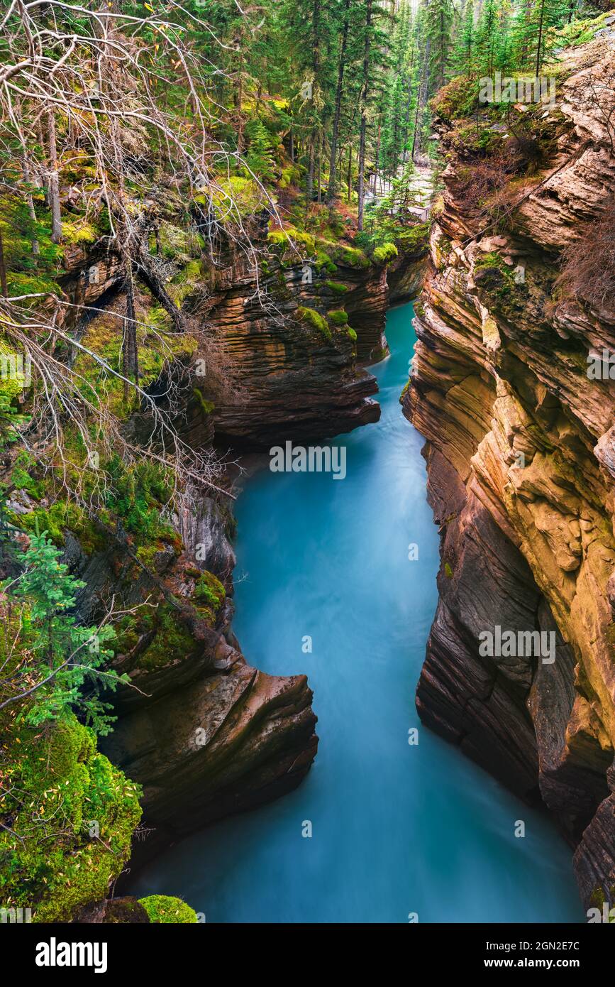 KANADA, ALBERTA, JASPER NATIONAL PARK. BLICK AUF DEN UNTEREN SUNWAPTA WASSERFALL MIT SEINEM MELEZ WALD. WASSER KOMMT VOM ATHAB.S. GLETSCHER Stockfoto