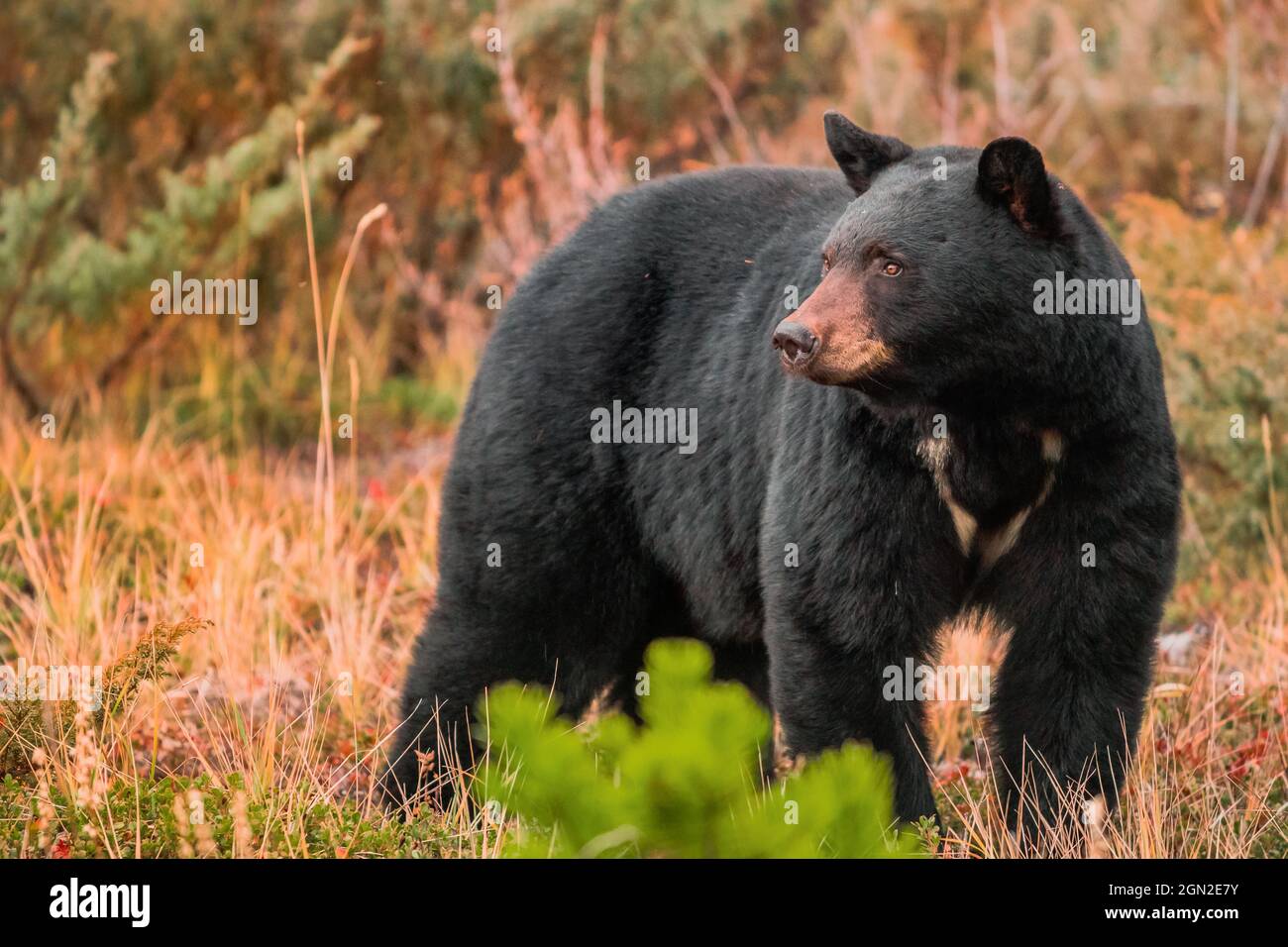 KANADA, ALBERTA, JASPER NATIONAL PARK. EIN SCHWARZBÄR (URSUS AMERICANUS) HIELT IM WALD DES JASPER PARK UND BLICKTE IN DIE FERNE Stockfoto