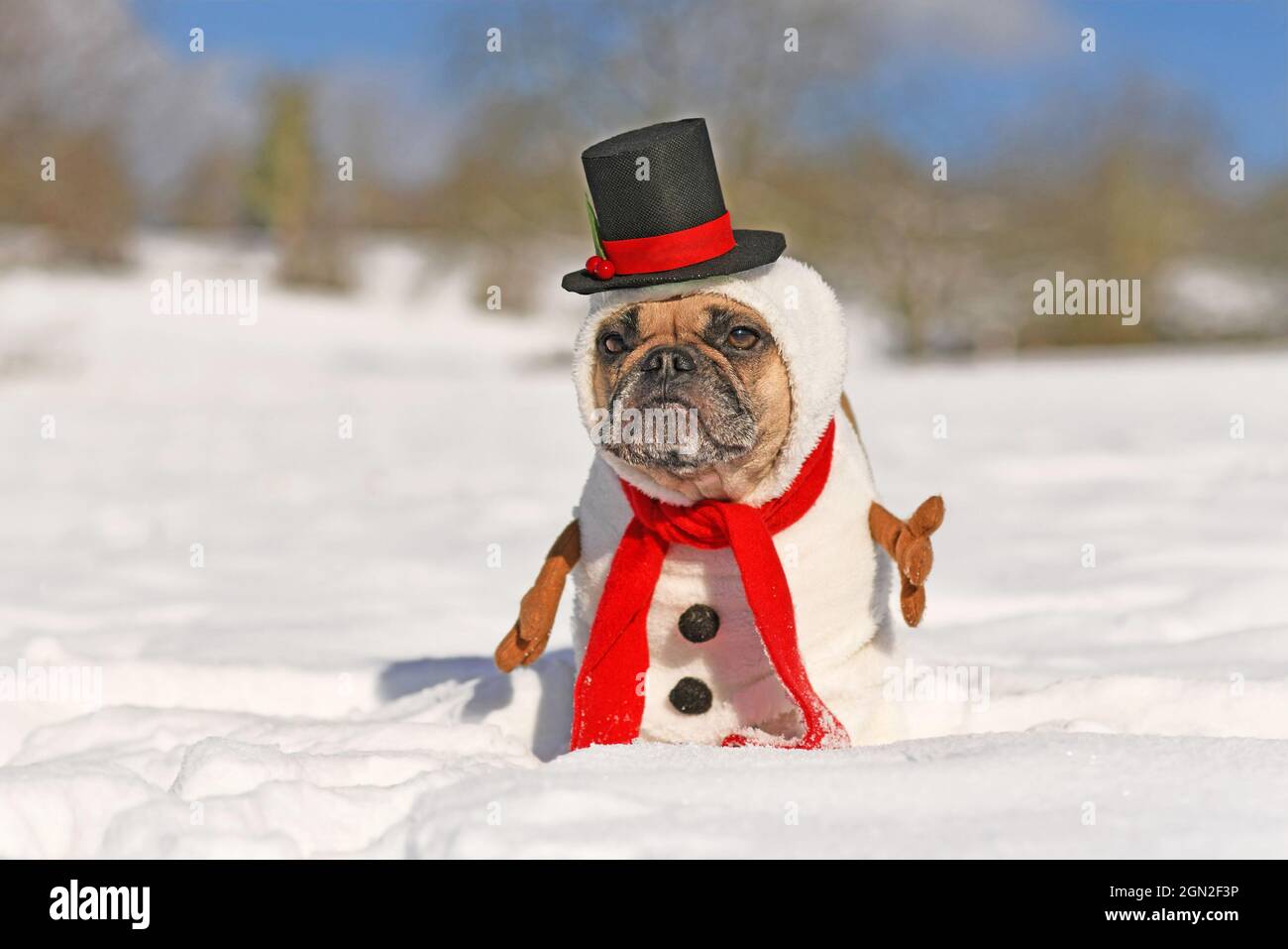 Französischer Bulldog-Hund, der als Schneemann verkleidet ist, mit witzigem Ganzkörperkostüm mit rotem Schal, gefälschten Stabarmen und kleinem Zylinderhut in der Winterschneelandschaft Stockfoto