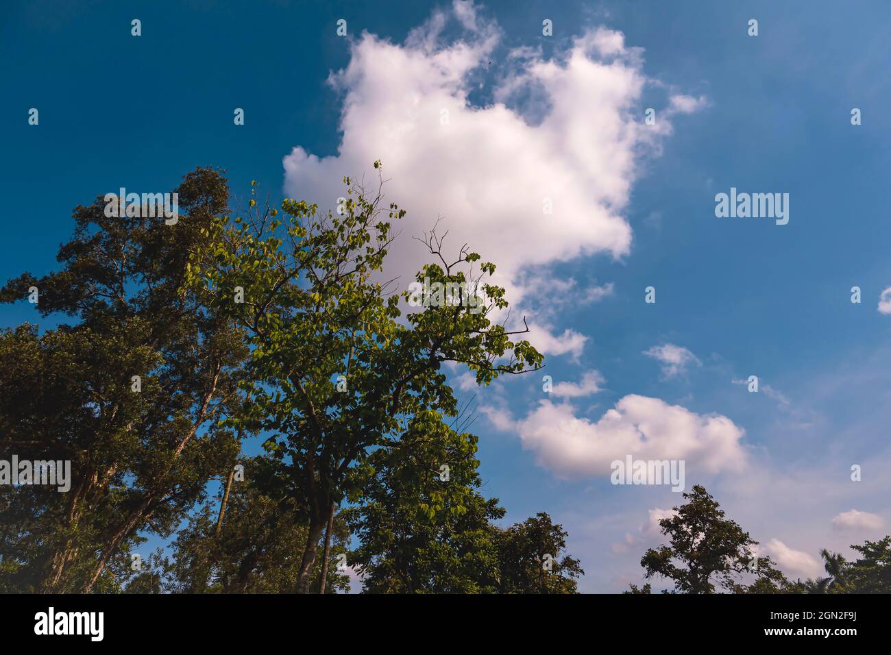 Panorama. Blauer Himmel, weißer Nimbus, Wolke, grün, Baum.Tops, Salzsee, Kalkutta. Klare Umgebung, nach, Monsun, Regen, Westbengalen, Indien. Stockfoto