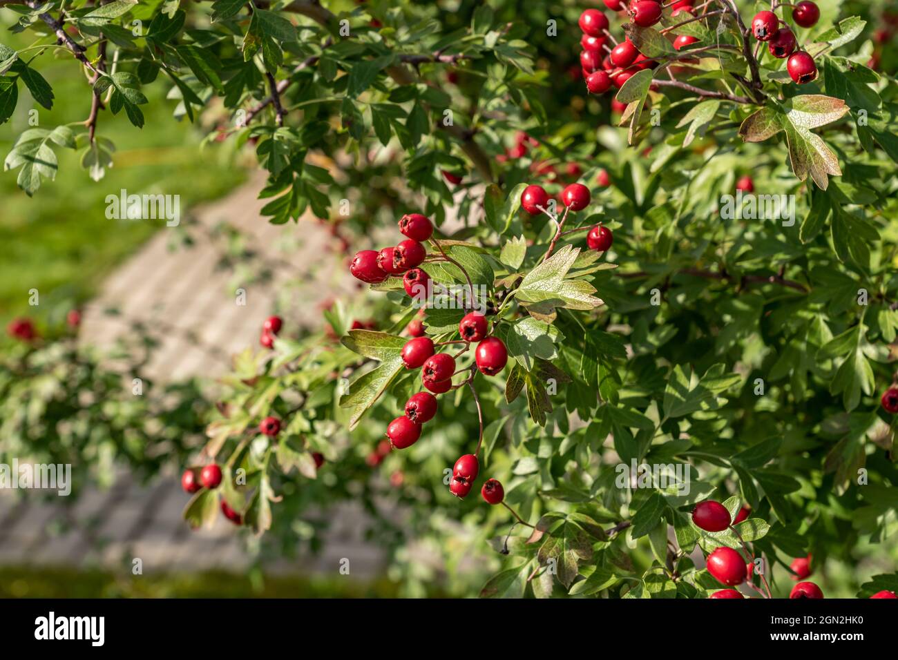 weißdornbusch mit reifen roten Beeren im Garten. Stockfoto
