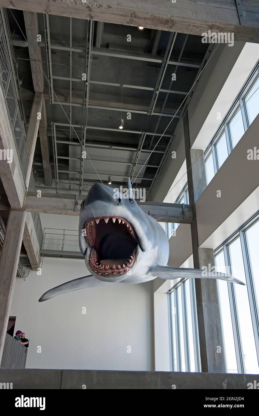 Shark from Jaws wurde im Academy Museum of Motion Picturs, Los Angeles, Kalifornien, ausgesetzt Stockfoto