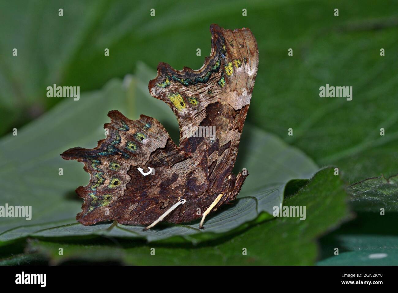 Komma-Schmetterling, Großbritannien, zeigt totes Blatt-Tarnung Stockfoto