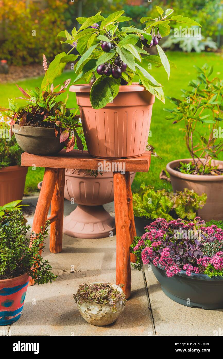 Kleine Auberginen für Container oder Topf für Balkon, Terrasse oder Terrasse angebaut - Patio Baby Mini Aubergine Stockfoto