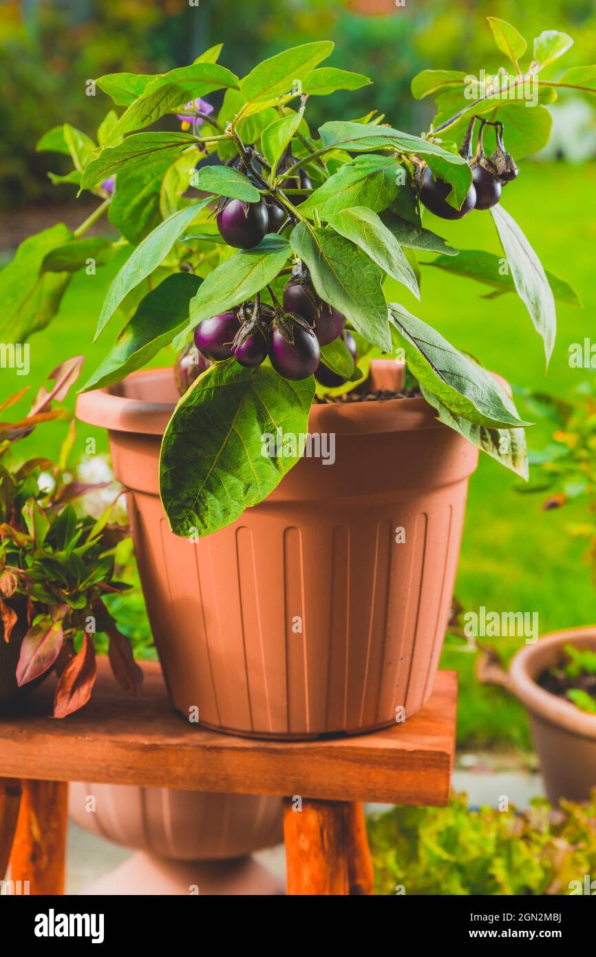 Kleine Auberginen für Container oder Topf für Balkon, Terrasse oder Terrasse angebaut - Patio Baby Mini Aubergine Stockfoto