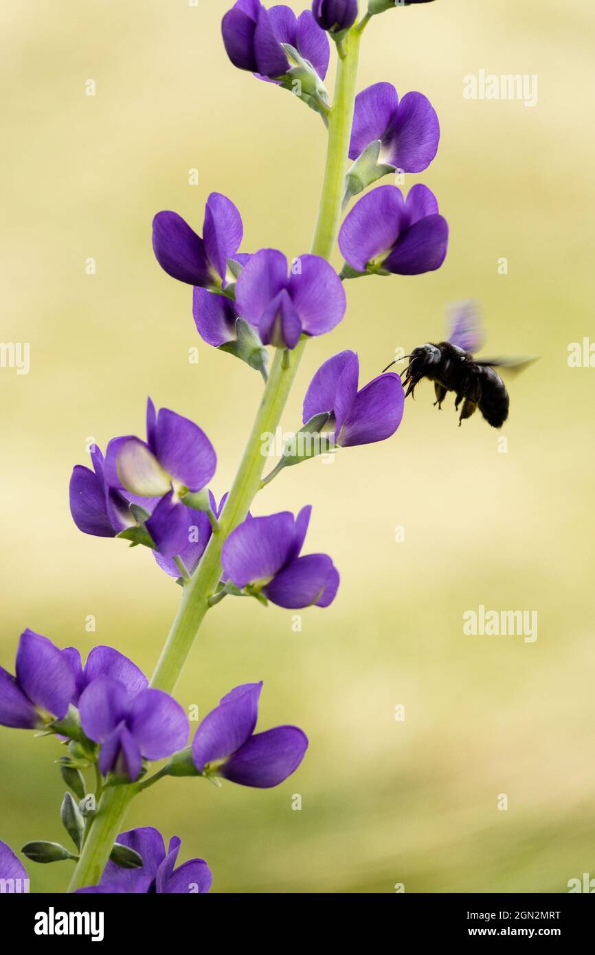 Einsame Zimmermannsbiene, die zur Baptizia australis-Blüte fliegt Stockfoto