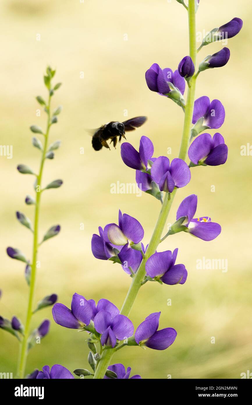 Blue False Indigo Baptisia australis Bee Flying to Flower große violette Zimmermannsbiene Xylocopa violacea Insektenfresser Juni Blaue Blumen blühend Stockfoto