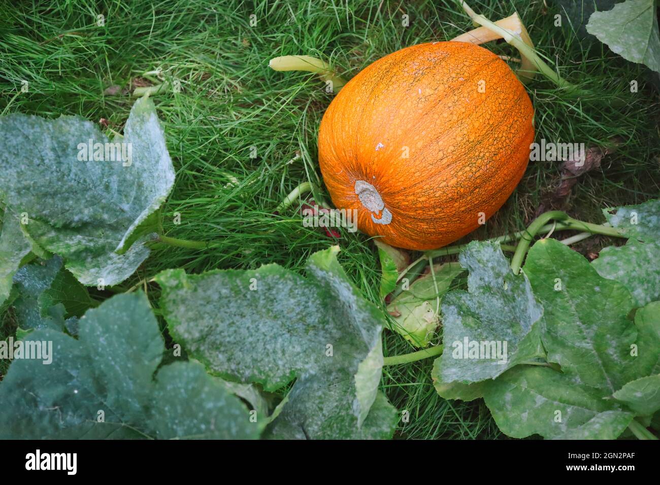 Kultivierter Orangen-Kürbis auf grünem Gras im Garten. Cucurbita Pepo ist eine Kulturpflanze. Stockfoto