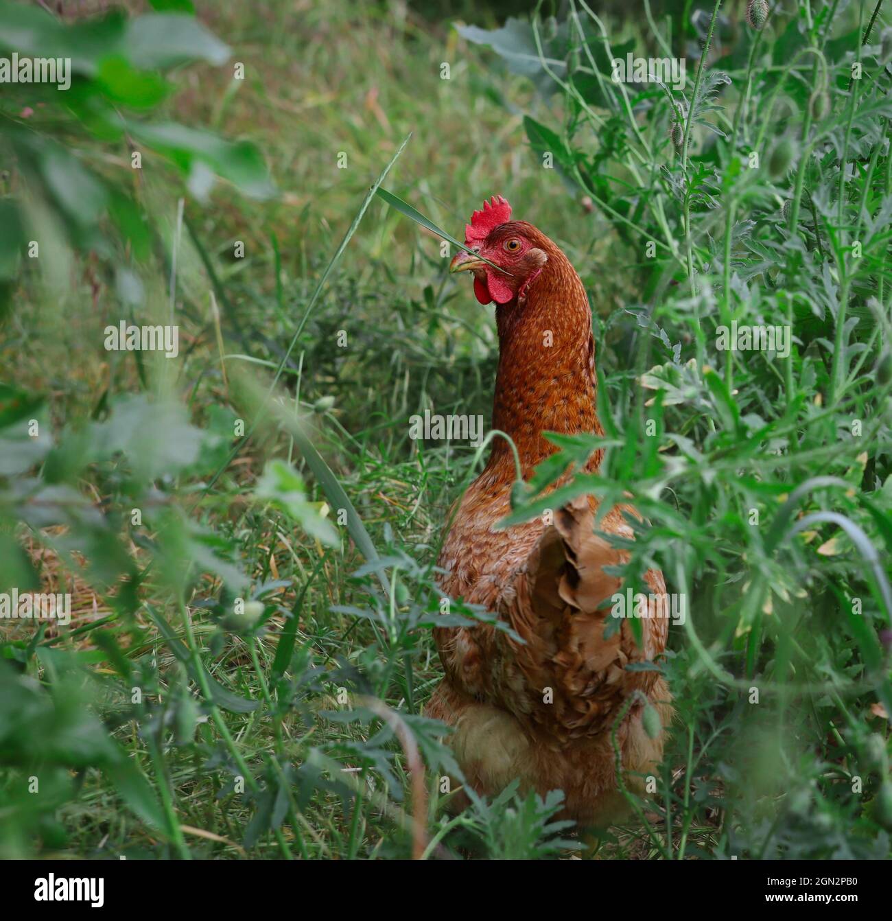 Lohman Brown Hen in Grün Gras Natur. Gallus Gallus domesticus in natürlicher Umgebung. Stockfoto