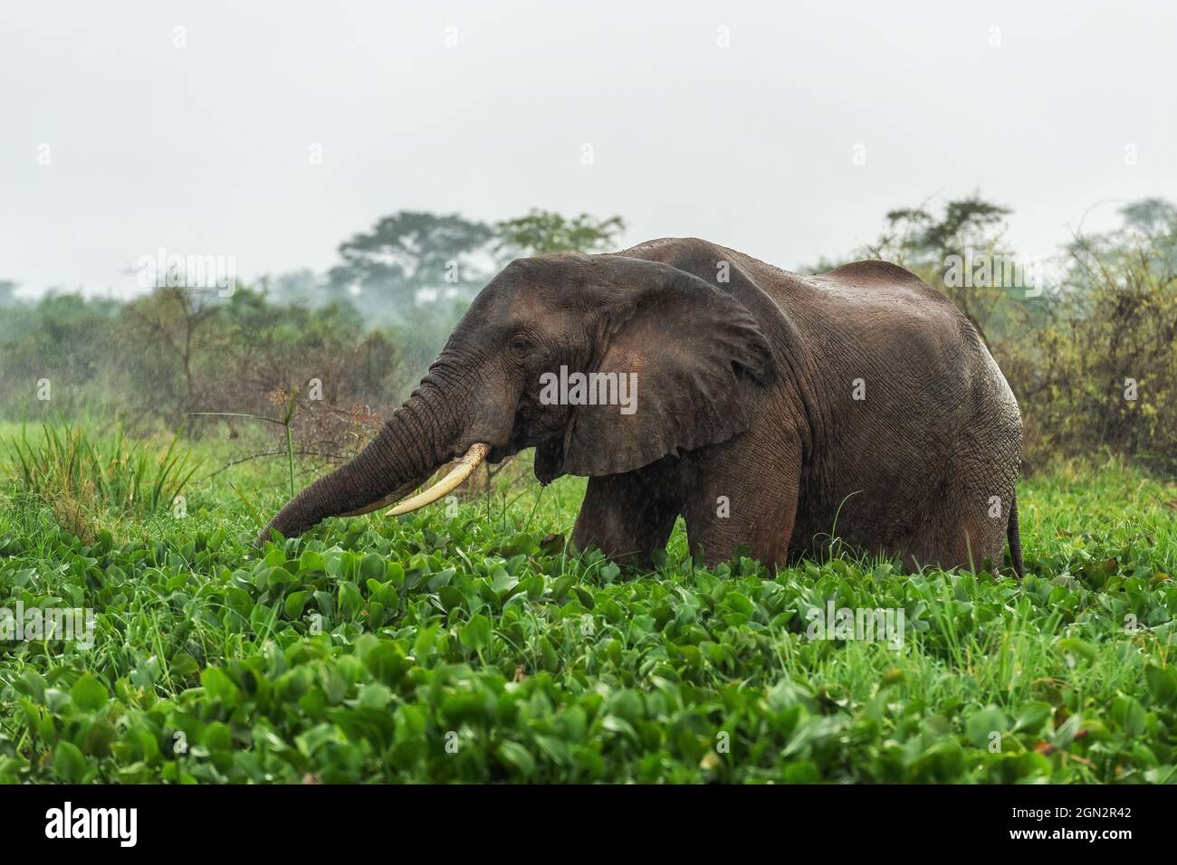 Afrikanischer Buschelefant - Loxodonta africana, ikonisches Mitglied der African Big Five, Murchison Falls, Uganda. Stockfoto