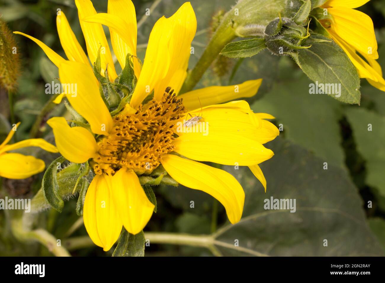 Detail von Sonnenblumen mit Miridae Pflanzenwanzen Stockfoto