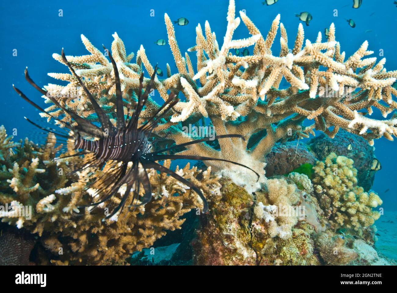 Rotlionfisch (Pterois volitans), der eine Ausbisse von harten Korallen nach kleinen Beutetieren vermessen hat. Port Douglas, North Queensland, Australien Stockfoto