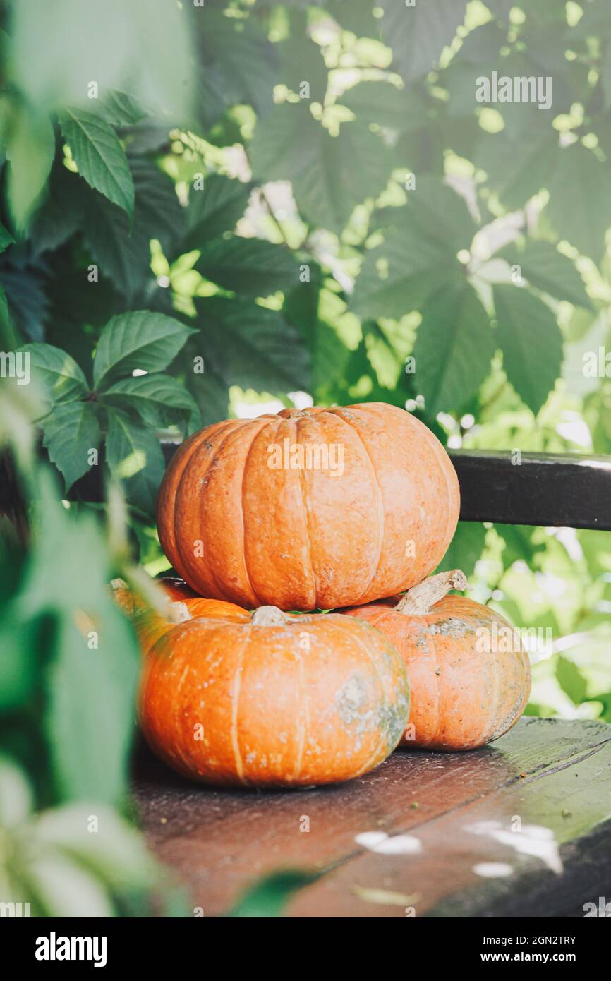 Herbsternte. Orangefarbene Kürbisse auf der Bank mit Sonnenschein. Konzept des Erntedankfestes oder Halloween. Herbstgemüse und saisonales Konzept. Stockfoto