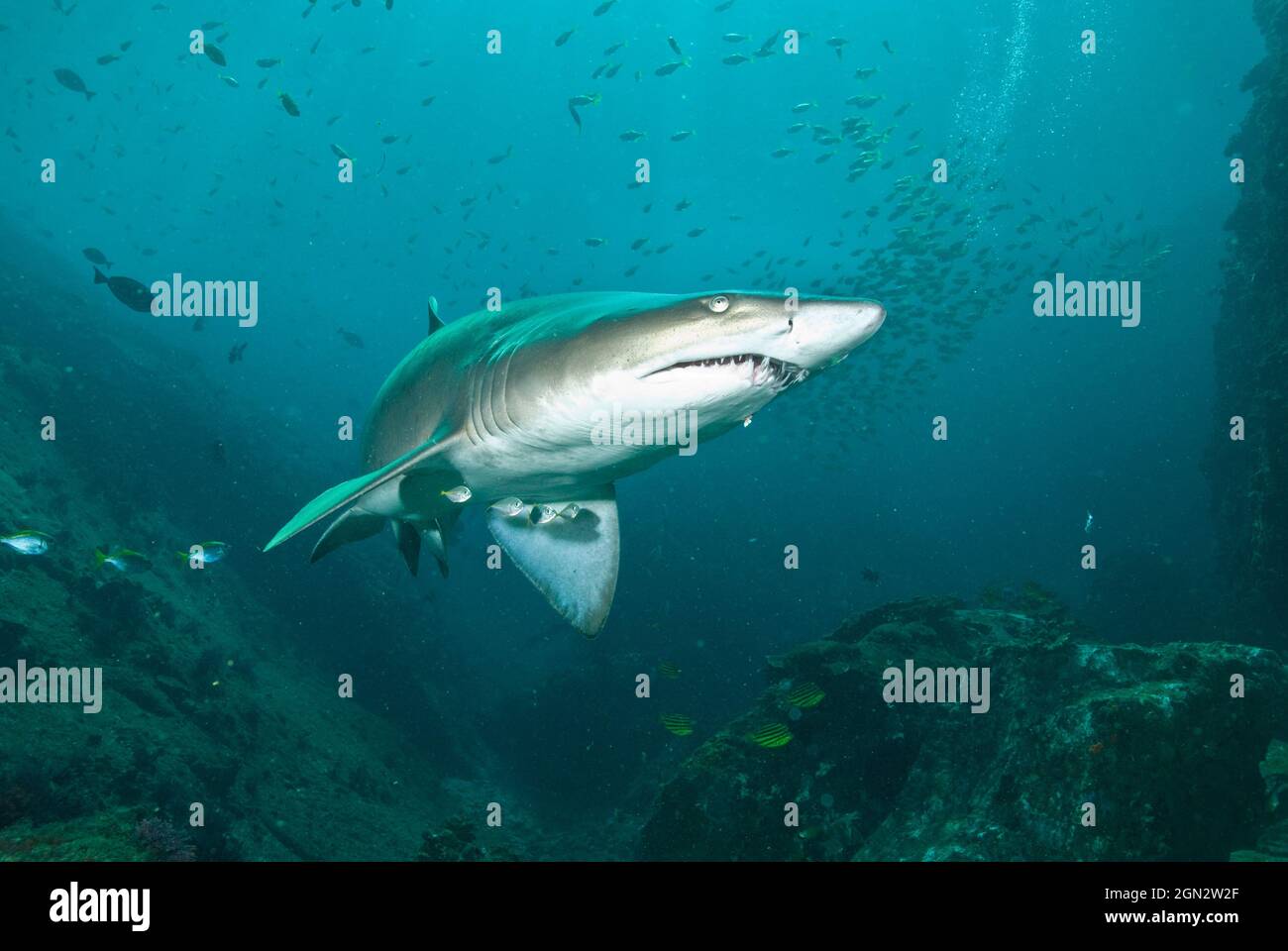 Grauer Ammenhai (Carcharias taurus), mit Wunde aus Angelhaken auf der anderen Seite des Unterkiefers. Misty Valley, North West Solitary Island, Solitary Island Stockfoto