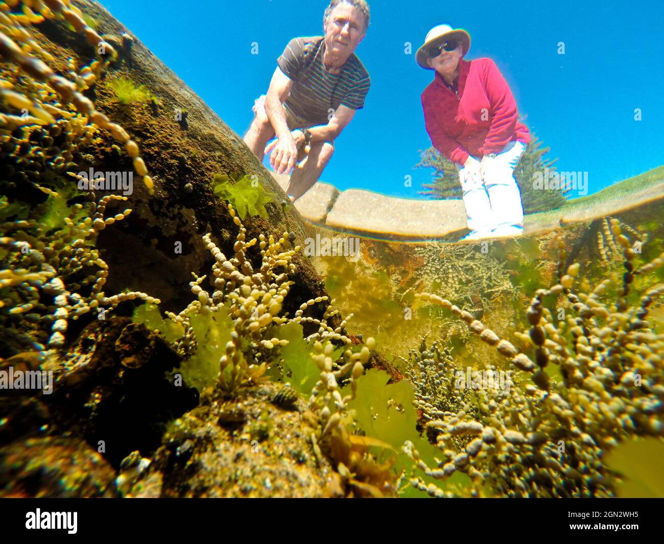Unterwasseransicht eines Felsenpools mit einem Mann und einer Frau, die in ihn hineinguckt der Pool enthält hauptsächlich Braunalgen, darunter Neptuns Halskette (Hormosira Bank Stockfoto
