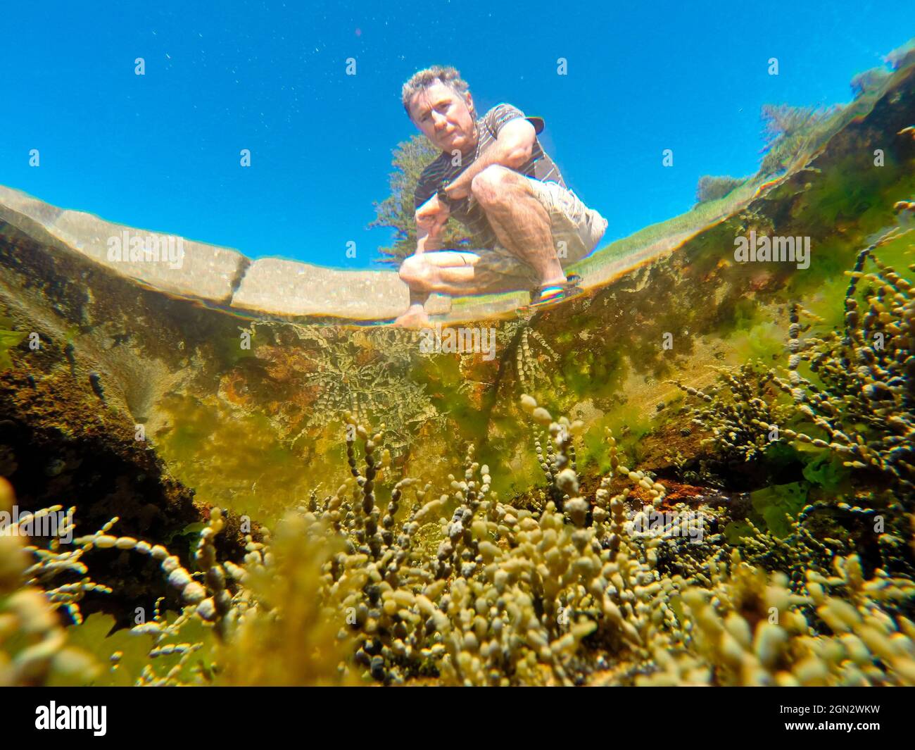 Der Mann guckt in den Felsenpool, von unten betrachtet. Der Pool enthält hauptsächlich Braunalgen, darunter die am Fuge des Neptun’s Collier (Fam: Hormosiraceae, Ho Stockfoto