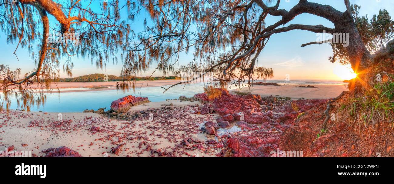 Coastal Horsetail Casuarina Trees (Casuarina equisetifolia), Red Rock, NSW Australien Stockfoto