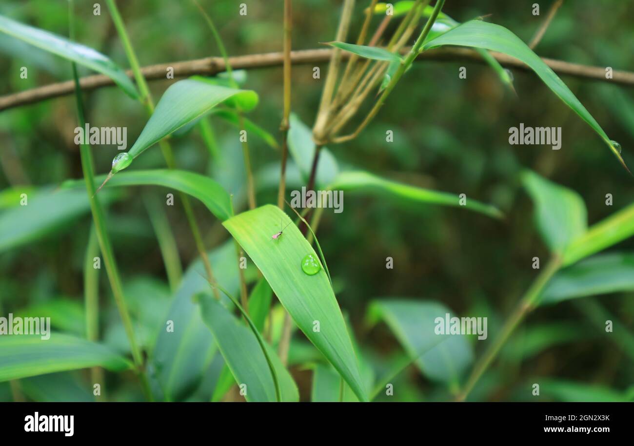 Ein kleiner Bug, der auf dem Wildpflanzenblatt mit Tautropfen im Wald der Zitadelle der Machu Picchu Inkas, Region Cuzco, Peru ruht Stockfoto