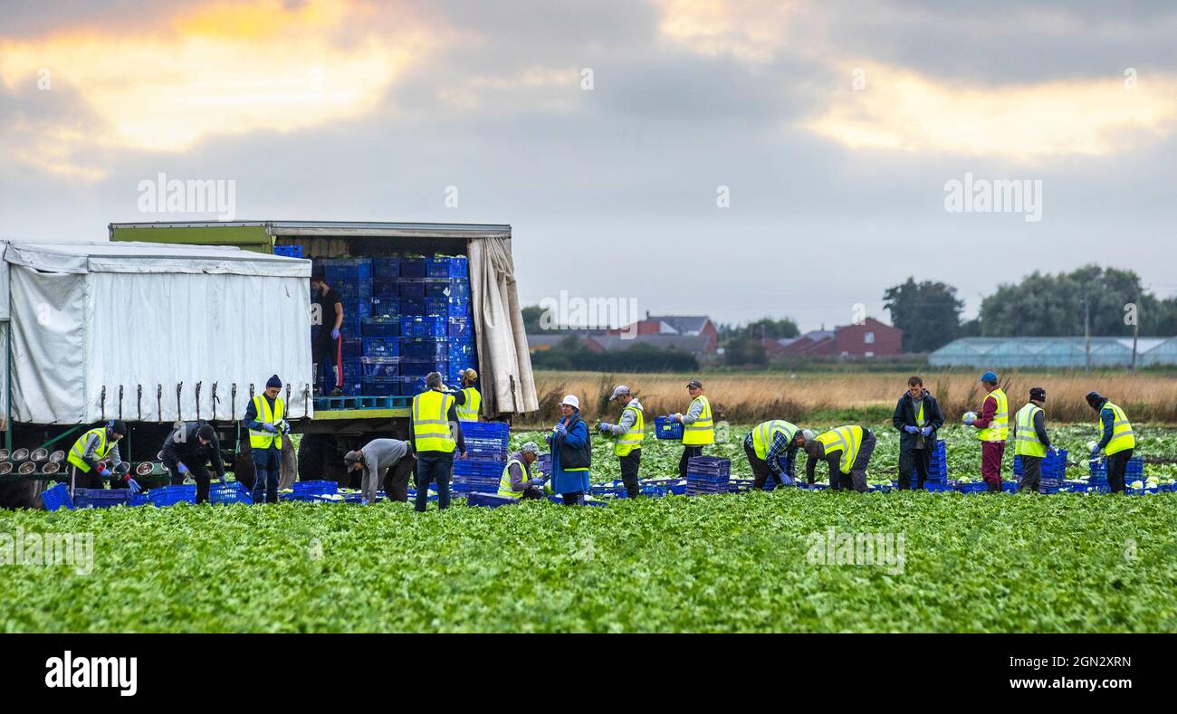 Wetter in Tarleton, Lancashire, Großbritannien. September 2021. EU-Wanderarbeitnehmer. Meist aus der Ukraine haben einen frühen Morgen mit der Ernte von Cos-Salat für britische Supermärkte. Der Salat kann bis spät in die Saison bis in den September hinein angebaut werden, aber frühe Fröste können die Blätter beschädigen, sodass er nicht zum Verkauf angeboten werden kann. Kredit; MediaWorldImages/AlamyLiveNews Stockfoto