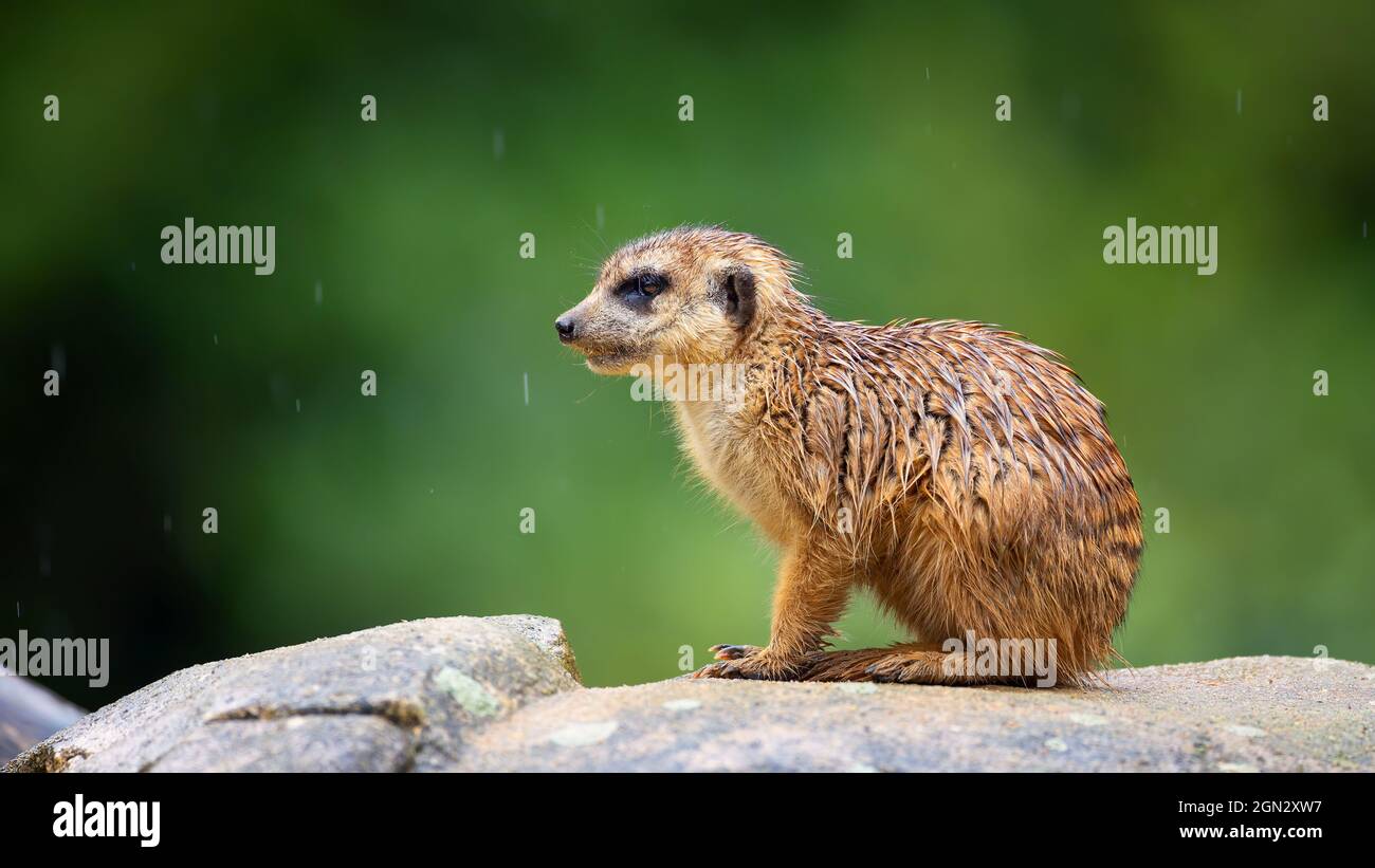 Meerkat Suricata sitzt auf einem Stein und wartet auf die anderen Bandenmitglieder., das beste Foto. Stockfoto