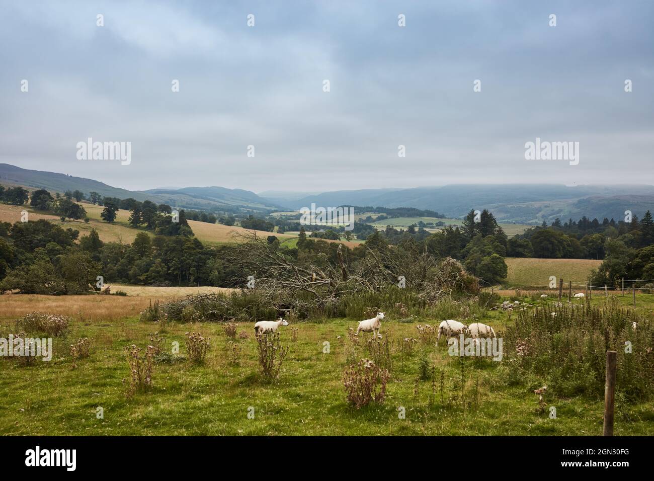 Kleine Schafherde, die durch die Landschaft zieht Stockfoto