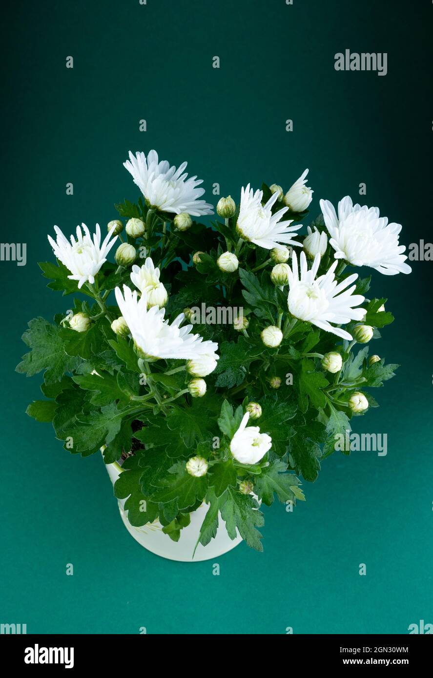 Wachsen weiße Chrysanthemen in einem Topf. Herbstblume zu Hause. Blumenstrauß. Nahaufnahme. Chrysantheme-Buchse Stockfoto