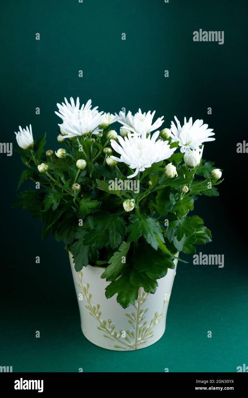 Wachsen weiße Chrysanthemen in einem Topf. Herbstblume zu Hause. Blumenstrauß. Nahaufnahme. Chrysantheme-Buchse Stockfoto
