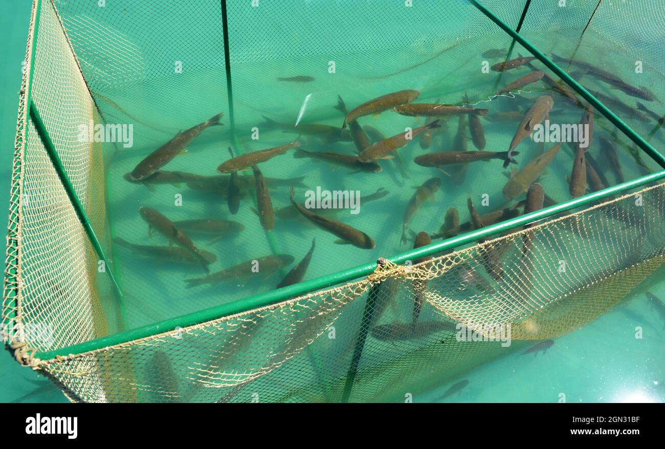 Nahaufnahme des Graskarpfen (Ctenopharyngodon idella)-Fisches im Käfig für die Fischzucht. Fischfarm. Stockfoto