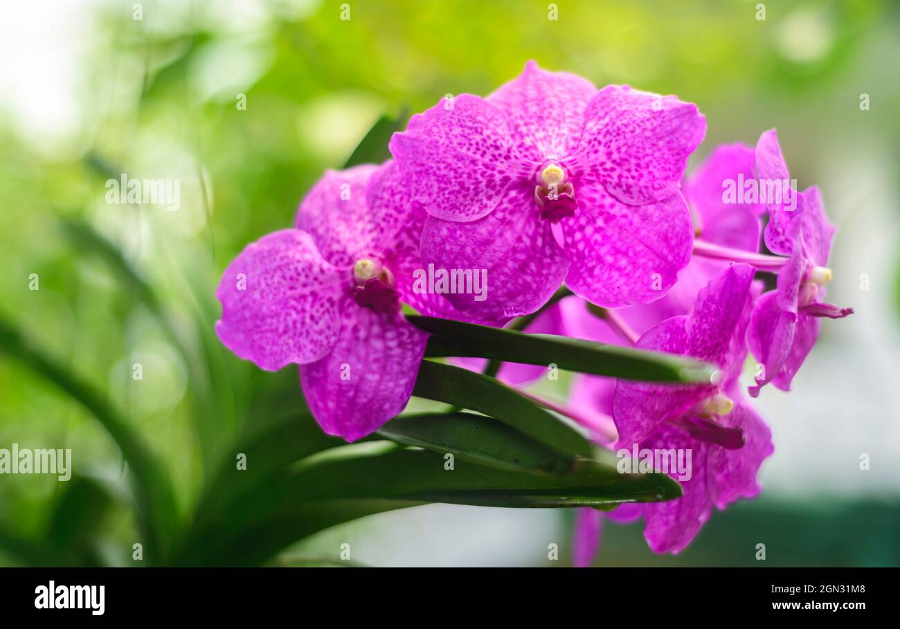 Vanda Madame Wirat dr.Anek rosa Orchideenblüten. Ein wunderschöner Strauß Orchideenblumen schließt sich im Garten. Stockfoto