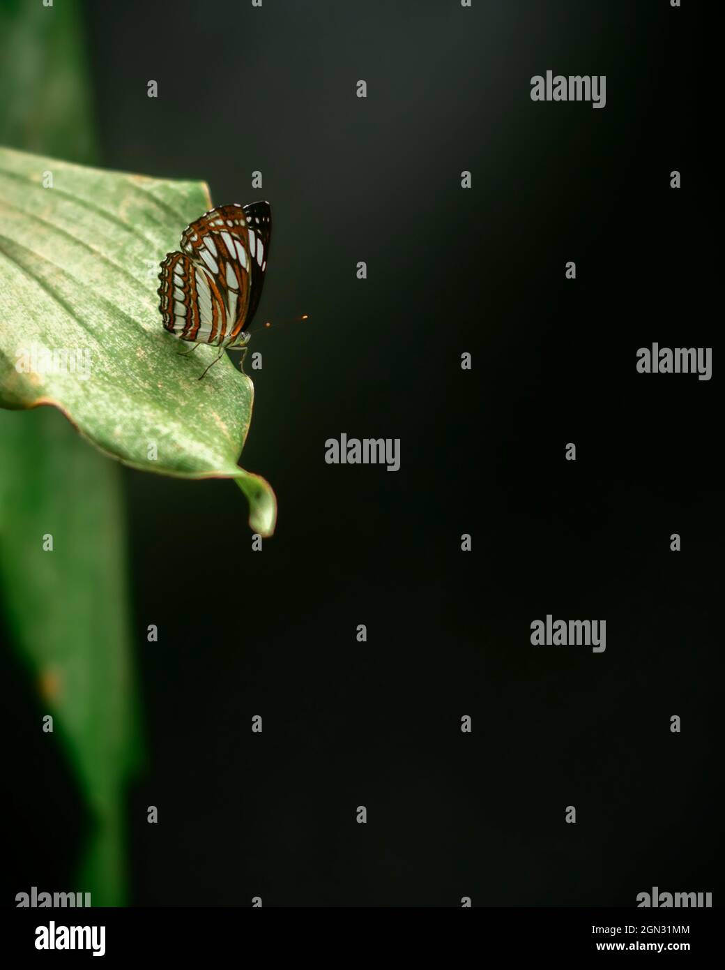 Der wunderschöne Ceylon Tiger Schmetterling liegt am Rand eines grünen Blattes, in einer natürlichen, dunklen Umgebung mit gedämpfter Beleuchtung, weichem Bokeh-Hintergrund und Kopierraum f Stockfoto