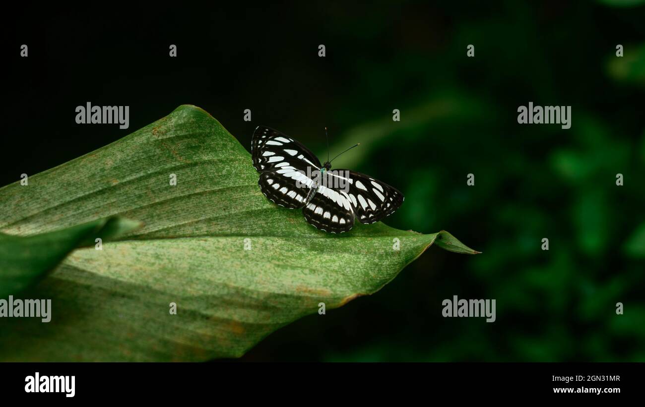 Schöner Ceylon Tiger Schmetterling mit einem schönen schwarz-weißen Muster Flügel auf einem grünen Blatt am frühen Morgen verteilt. Natürliches Licht Natur ph Stockfoto