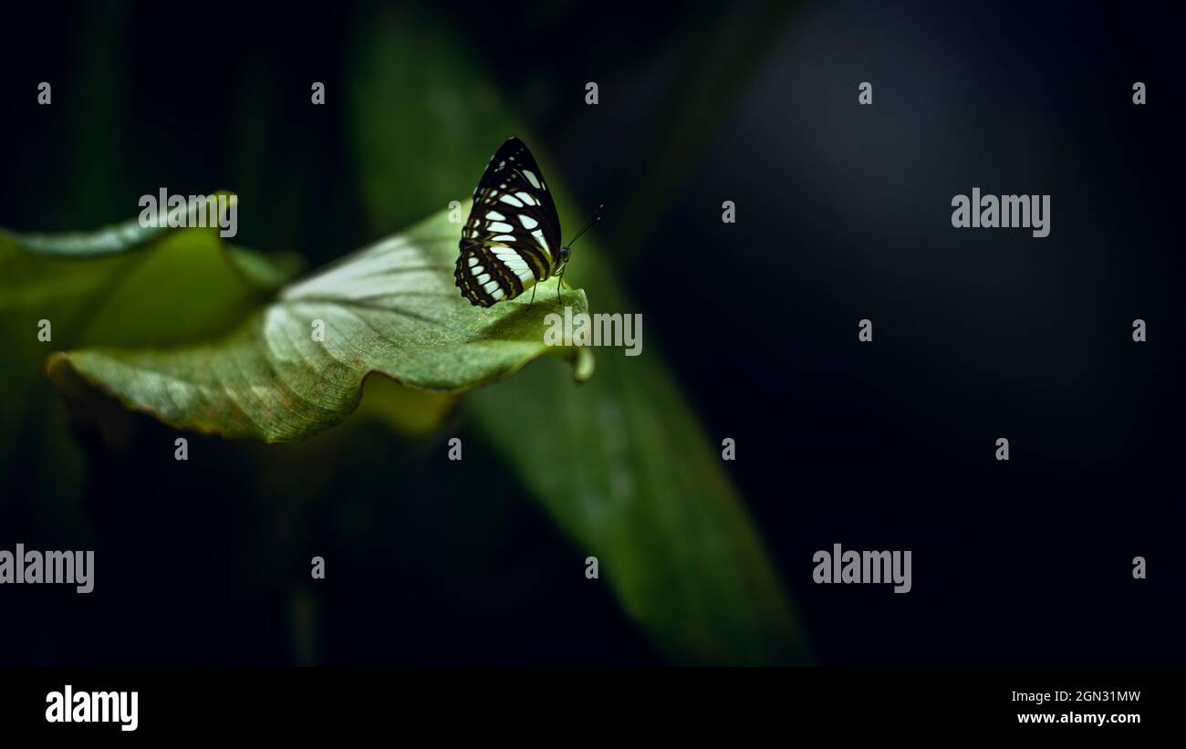 Schöner Ceylon Tiger Schmetterling Rest auf dem Rand eines grünen Blattes, am frühen Morgen Licht trifft den schönen Schmetterling und hinterleuchtete die Flügel, weiches Bokeh Stockfoto