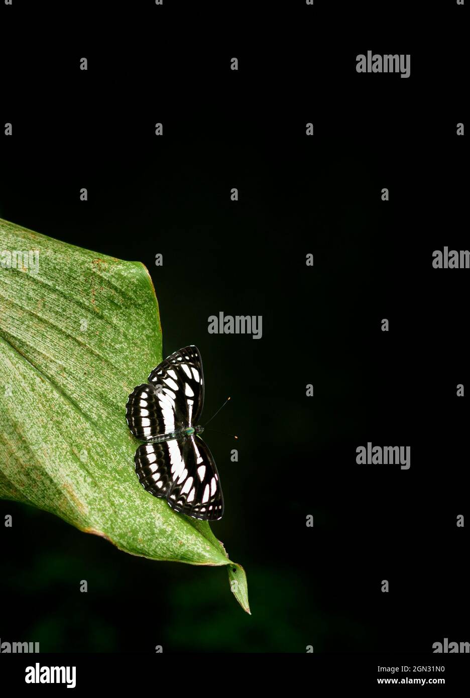 Der wunderschöne Ceylon Tiger Schmetterling liegt am Rand eines grünen Blattes, natürliche dunkle Umgebung mit gedämpfter Beleuchtung, dunkler Hintergrund mit Kopierräumen. Stockfoto