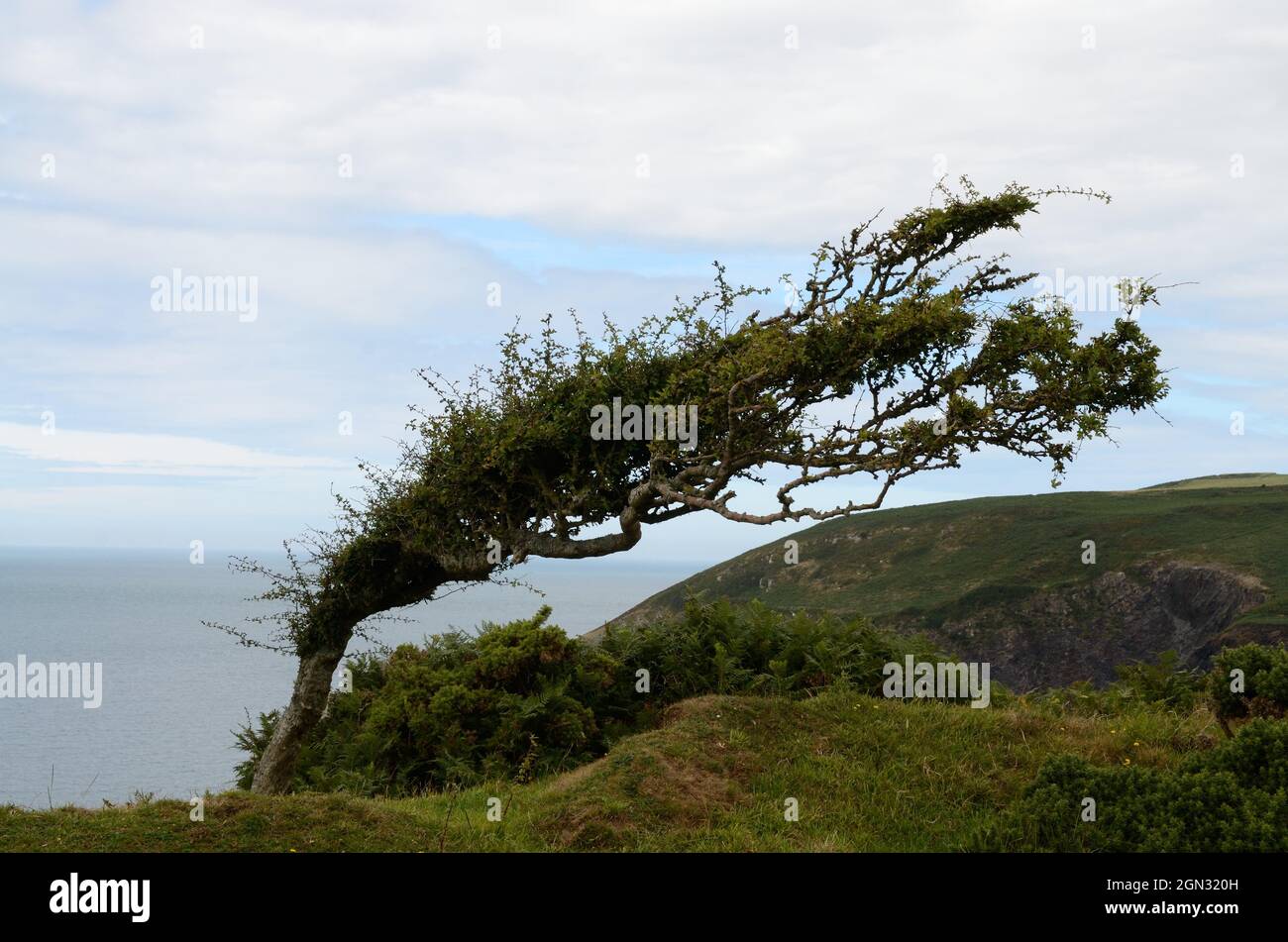 Wind gefegt Baum auf dem Pembrokeshire Coast Path Wales Großbritannien Stockfoto