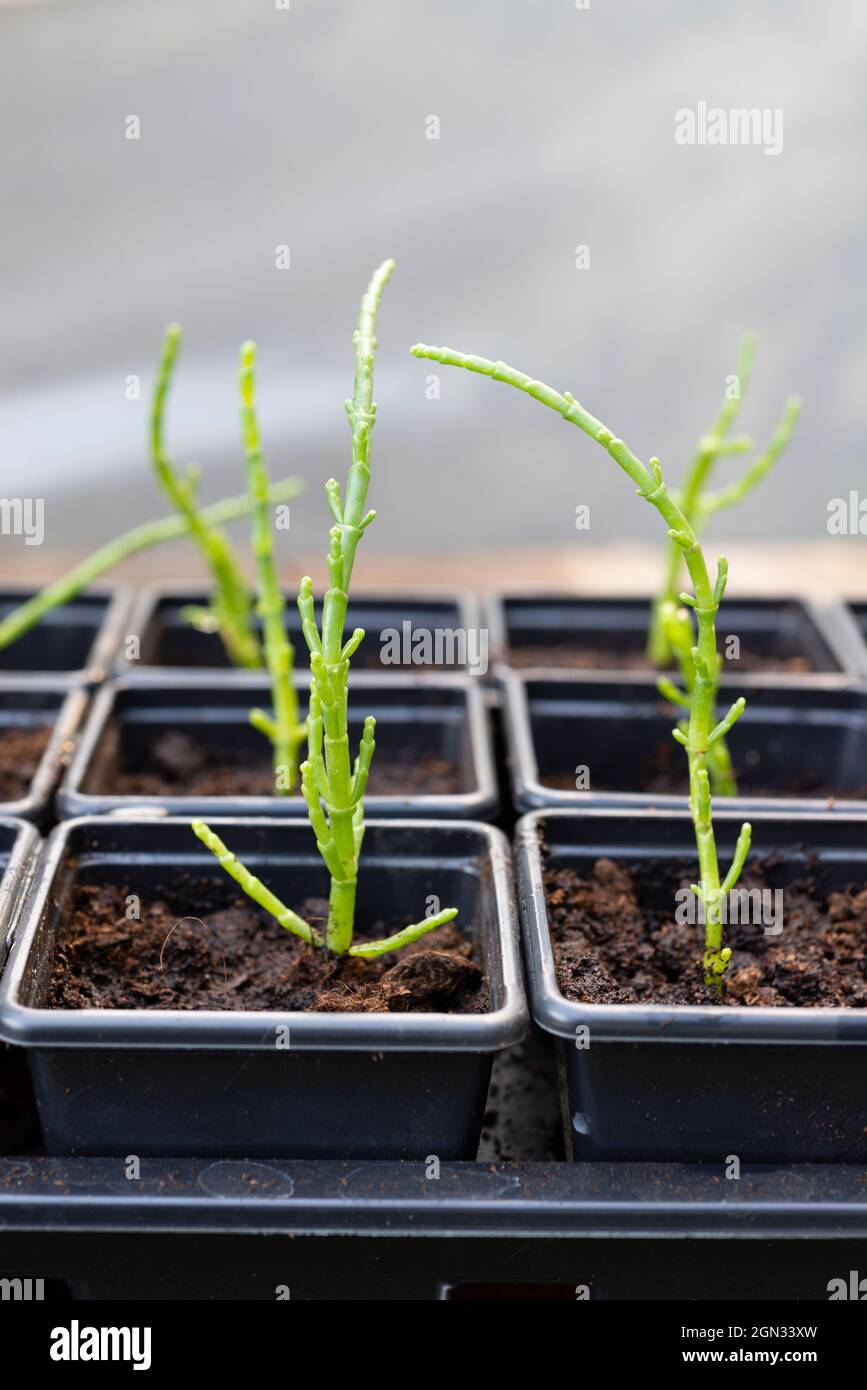 Anbau von Samphire (Salicornia Europaea) - Sämlinge in einzelnen Töpfen in einem Polytunnel. England, Großbritannien. Stockfoto