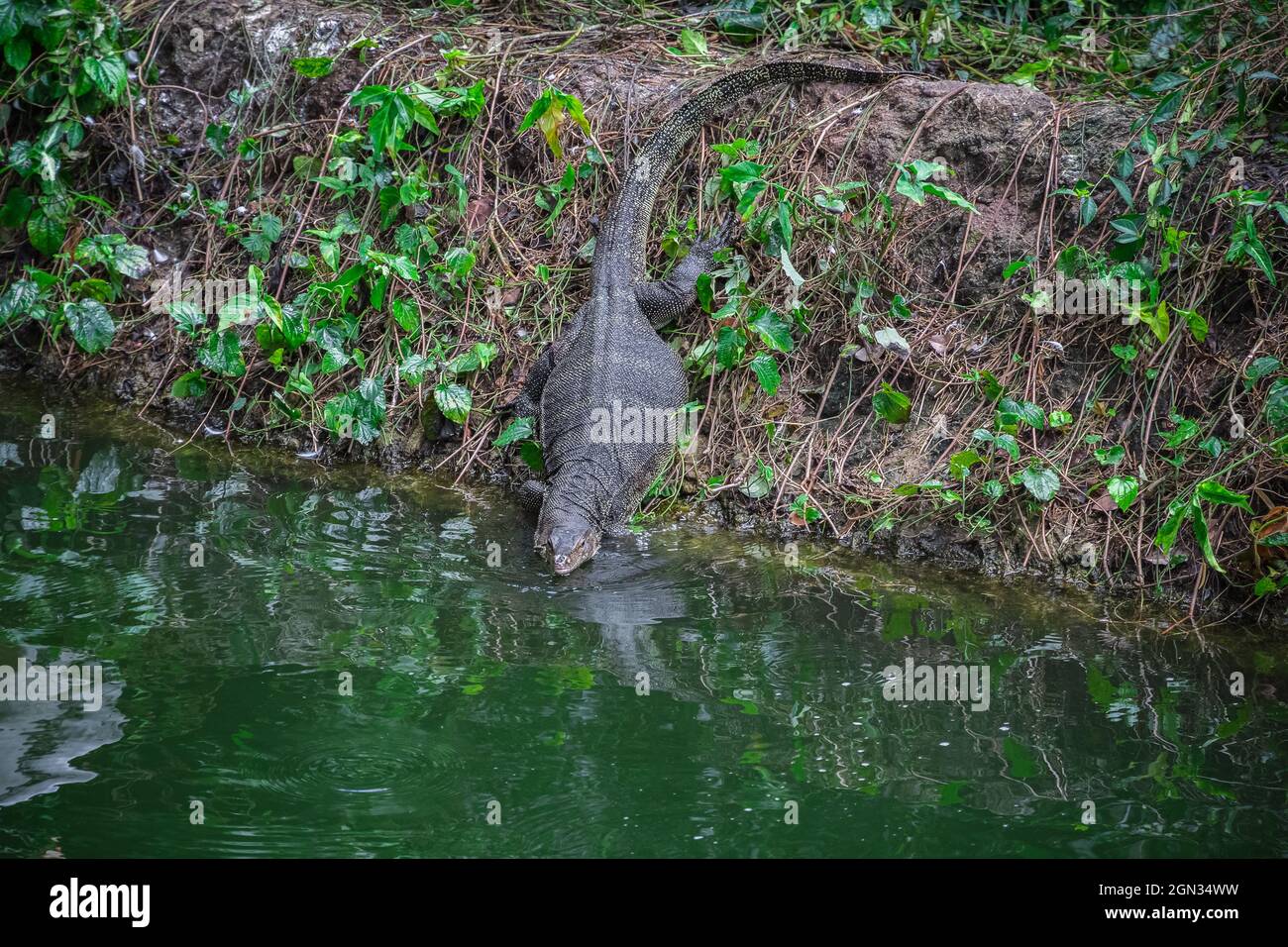 Ein Komodo-Drache, der im Zoo von Singapur zum Fluss kriecht Stockfoto